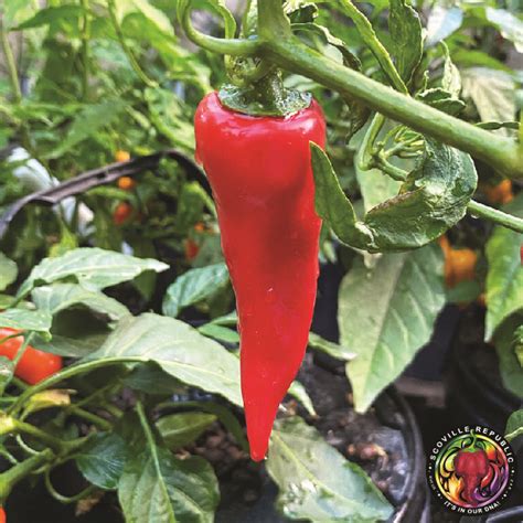 Fresno State Student Union に対する画像結果