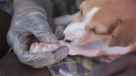 Image result for Mango Worms in Humans