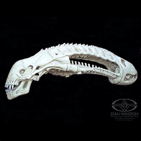 Image result for Alien Skull Anatomy