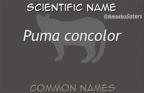 Toradh íomhá ar Student Science Project GIF