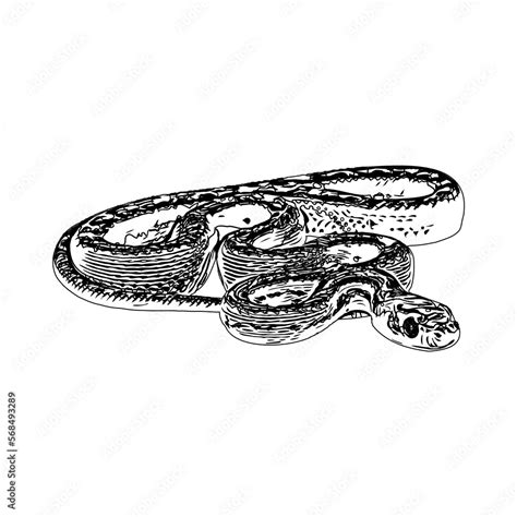 Snake Drawing Black and White に対する画像結果