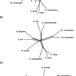 Image result for Maximum Likelihood Tree Logo