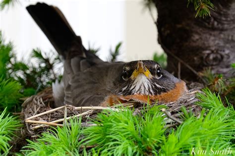 Robin Hatchlings に対する画像結果