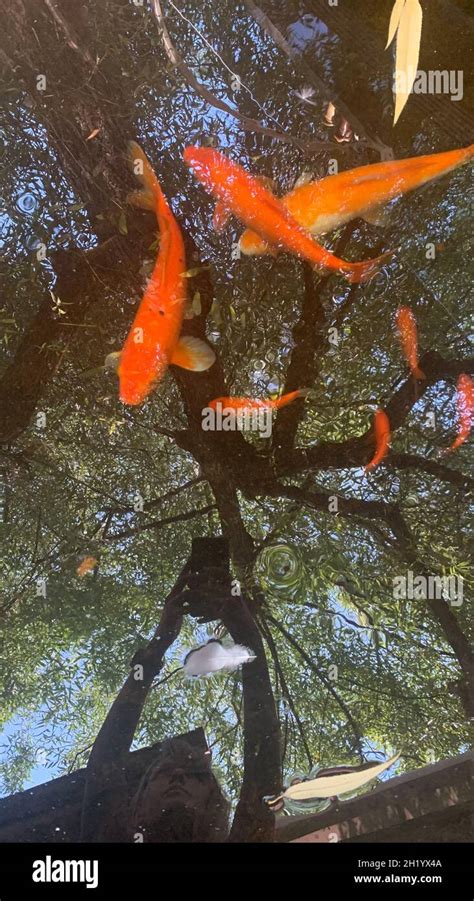 Image result for Pet Fish in Pool