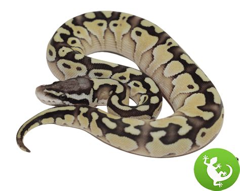 Image result for Mojave Pastel Lesser Ball Python