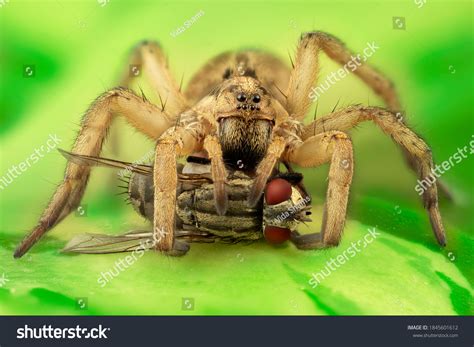 تصویر کا نتیجہ برائے Eating Fly