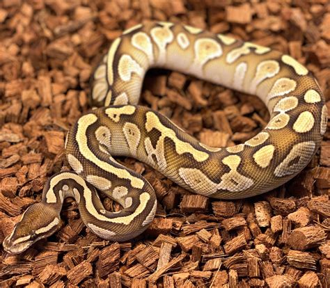 Image result for Lesser Normal Ball Python
