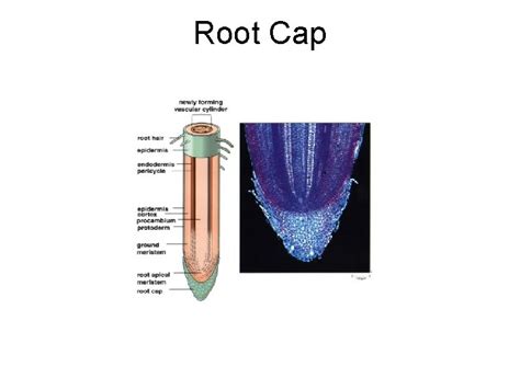 Image result for Root Cap Activity
