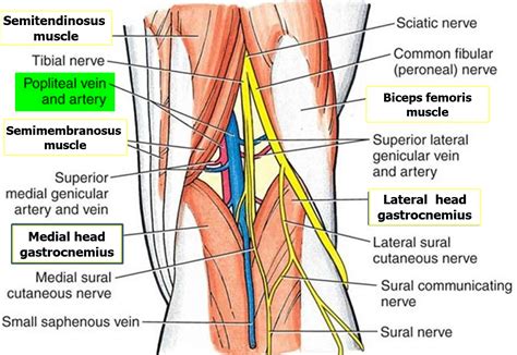 Toradh íomhá ar Mid Popliteal Artery