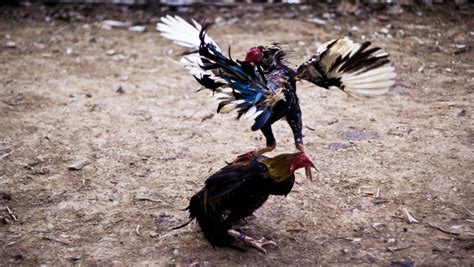 Toradh íomhá ar Hanengevechten Java