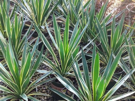 Yucca Gloriosa に対する画像結果