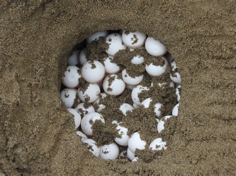 SoftShell Turtle に対する画像結果