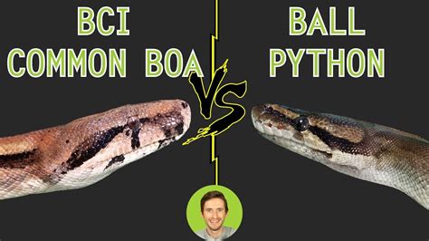 Toradh íomhá ar Boa vs Python Fight