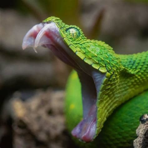 Toradh íomhá ar Desert Python Backround Mouth Open