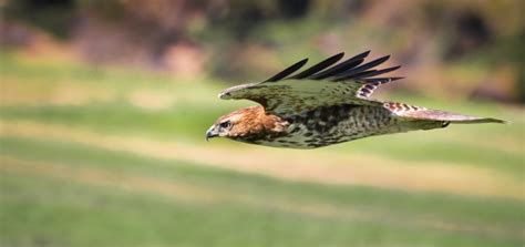 Hawk Call Goss-க்கான படிம முடிவு