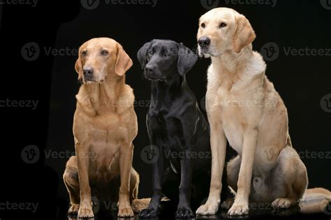 Image result for Mixed Labrador and Golden Retriever