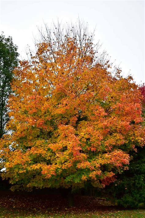 Small Sugar Maple Tree に対する画像結果