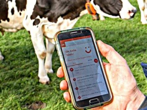 Image result for Ai Dairy Cows Facebook