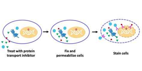 Image result for Flow Cytometry T-cell Staining Protocols