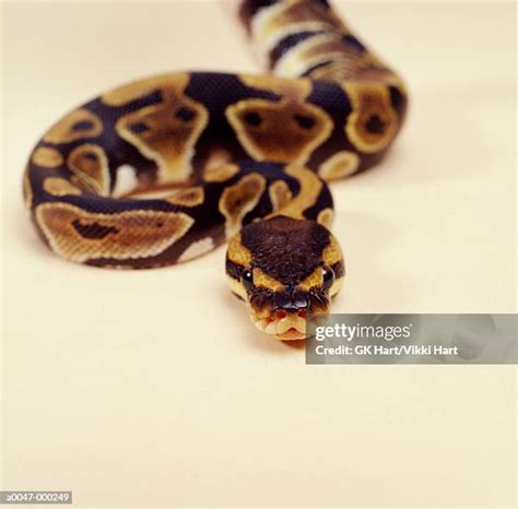 Image result for Ball Python Dangerous