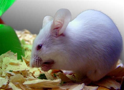 Image result for Lab Mouse Wt