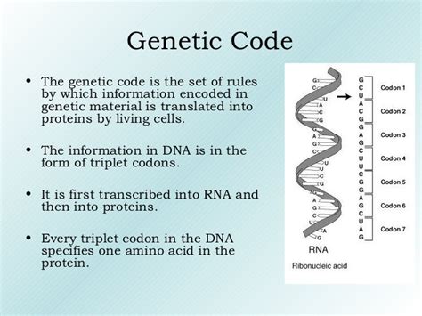 Image result for Genetic Code Example