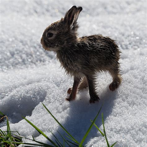Image result for Newborn Jackrabbit