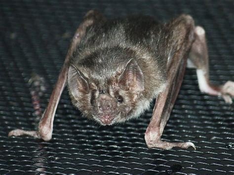 Toradh íomhá ar Vampire Bat Facts
