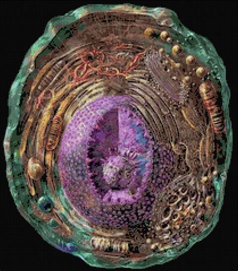 Image result for Microscope Image of Plastic in Human Cell