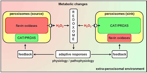 Image result for Human Peroxisome Pathways