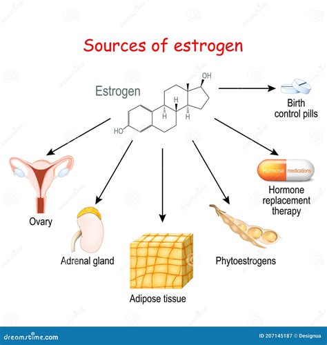 Image result for Estrogen Receptor Signaling Pathway