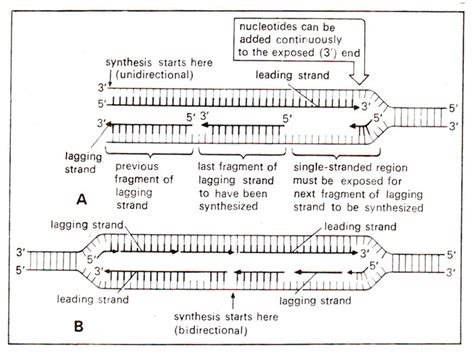 Image result for Microarray Analysis Bidirectional Replication