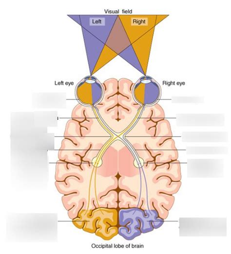 Image result for Visual Processing
