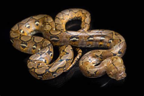 Python reticulatus Free Stock Photos, Images, and Pictures of Python ...