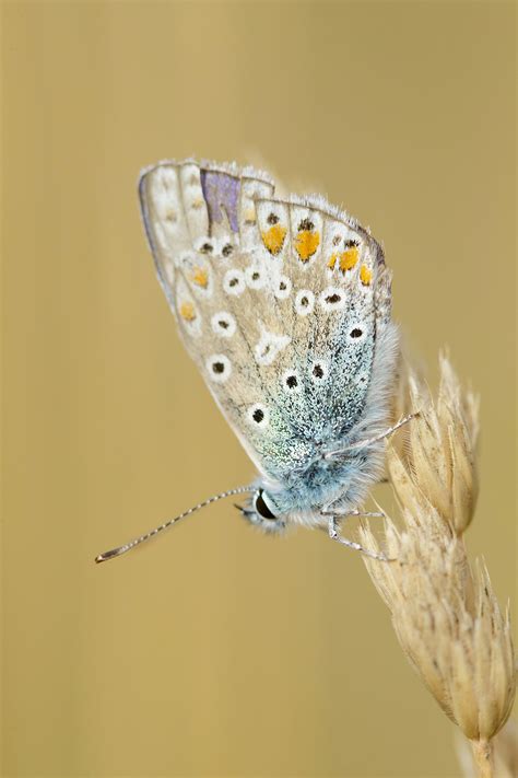 Insects & Macro Photography Workshop | Nature Photography Courses