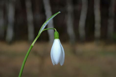 Résultat d’images pour Snowdrop Spring Flowers