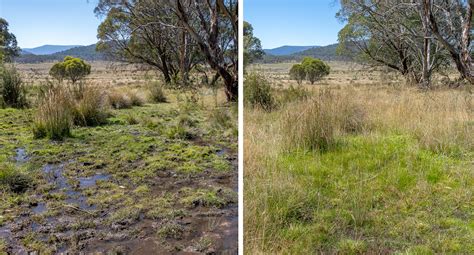 Afbeeldingsresultaten voor Native Aussie Dogs