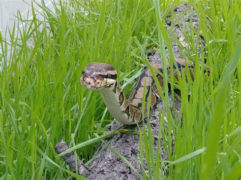 Image result for Ball Python Being Hunted