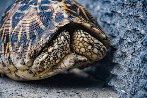 Image result for Turtle Shell Close Up
