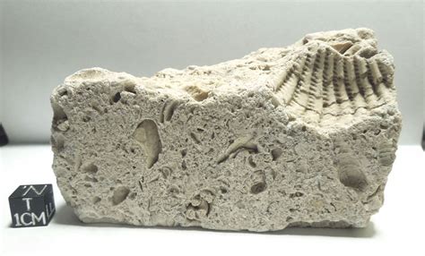 Image result for Fossils in White Limestone