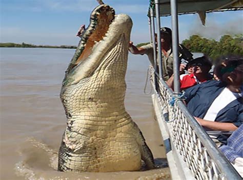 Image result for Biggest Crocodile in the Wild