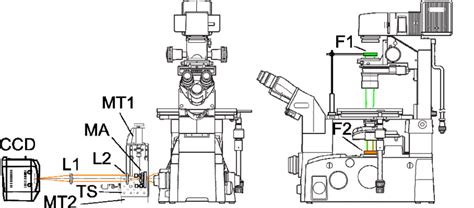 Résultat d’images pour Inverted Microscope Magnifications