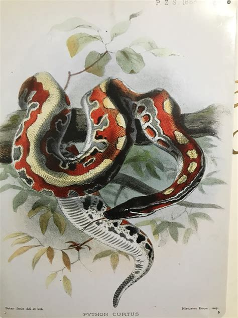 Blood Python Drawing に対する画像結果
