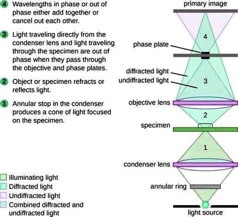 Image result for Compound Microscope Principle