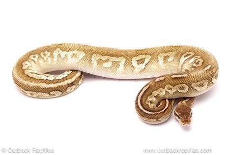 Toradh íomhá ar Lesser Leo Clown Ball Python