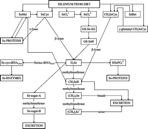 Image result for Selenium Compounds