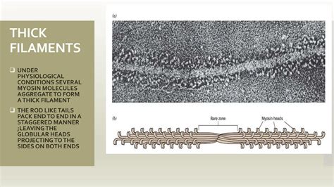 Afbeeldingsresultaten voor Myosin Structure and Function