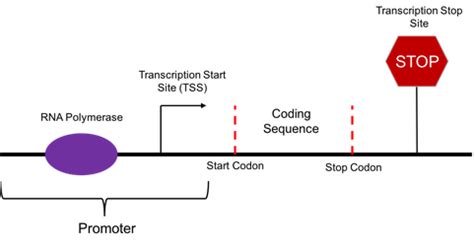 Toradh íomhá ar Gene Coding Sequence