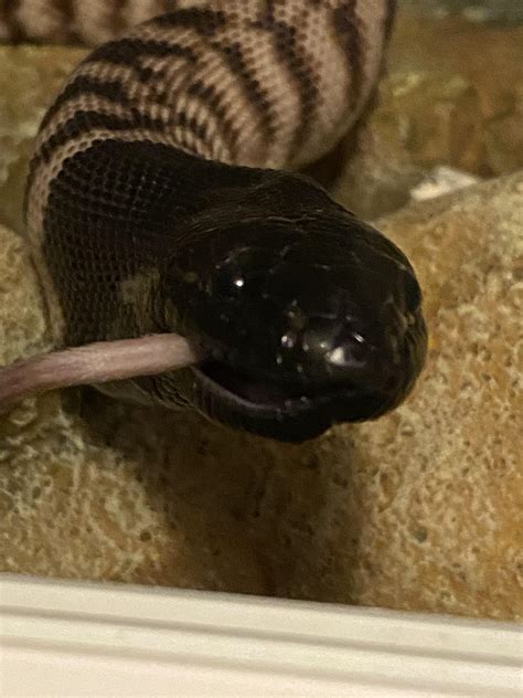 Image result for Black-headed Python Toy