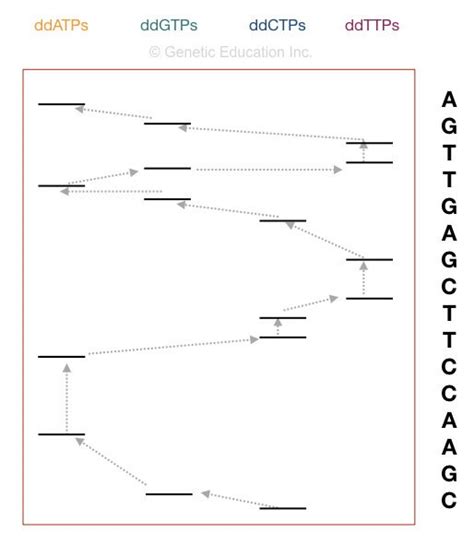Image result for DNA Sequencing Steps